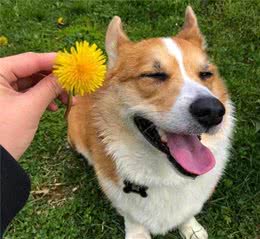 养一只柯基犬有什么“风险”？看完有一种想养的冲动，真是可爱