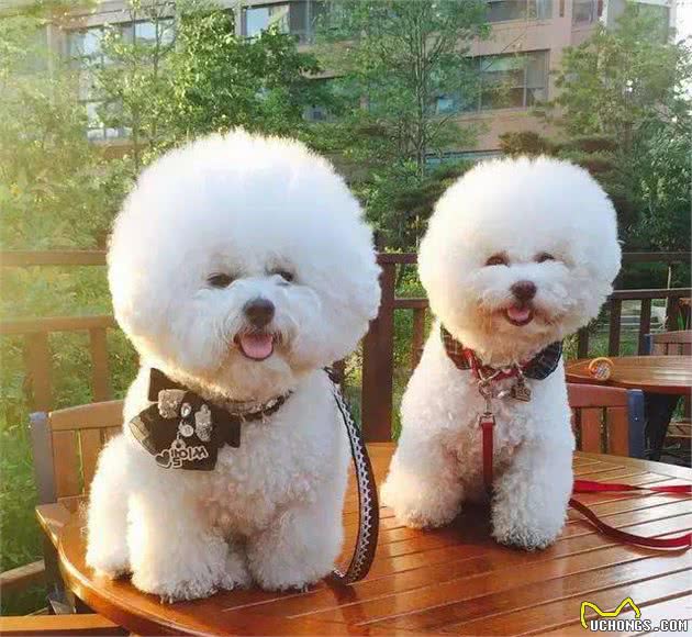 原来你摸“比熊犬”的爪子，意味着这些