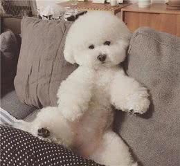 原来你摸“比熊犬”的爪子，意味着这些