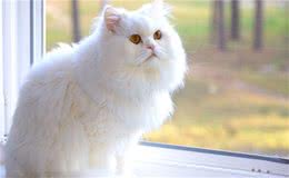 波斯猫很难“驾驭”？只是你不会养