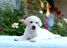 养宠分享：狗狗不吃饭了怎么办能治好吗