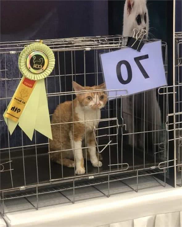 德文卷毛猫名列世界名猫大赛排行榜