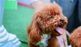 有这6个坏毛病的泰迪犬，竟然是聪明的表现，你家狗有吗？