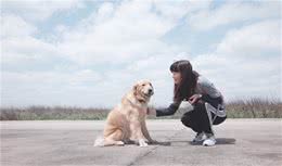 秋田犬曾是古代日本皇家御用犬，还是狩猎小能手？