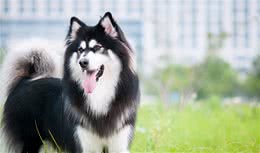 狗吃什么治便秘