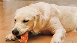 狗狗吃生肉会变得凶残？生病？不消化？争议话题今天做个了断