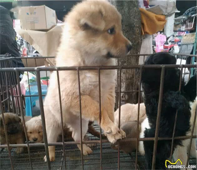 狗界“最惨”的7种狗狗，日子过得都不太好