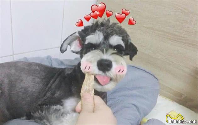 女朋友想养狗怎么选?满满的求生欲最后一种你肯定不知道！