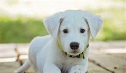 一般幼犬出生70天后就可以训练了，成犬需要立即训练！
