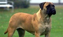 地球上5大大型犬种，它们看起来很凶，实际上很温顺，你养了吗？