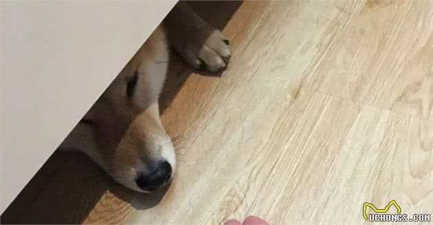 狗狗为什么老喜欢躲在床底下？
