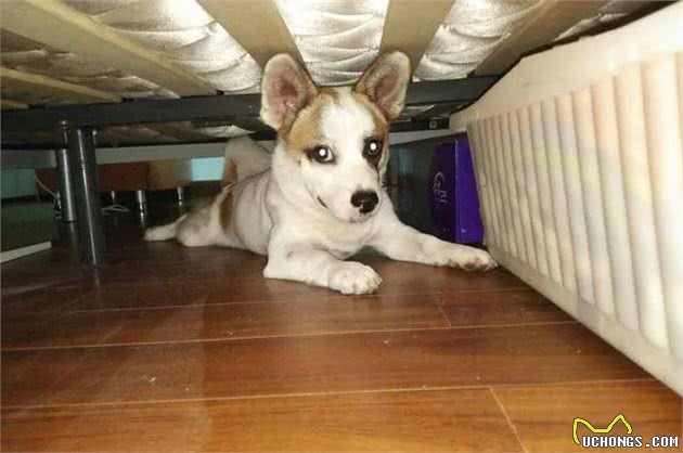 狗狗为什么老喜欢躲在床底下？