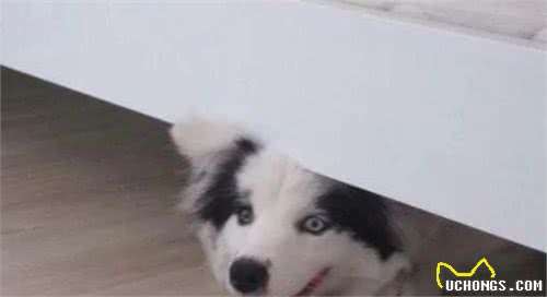 狗狗为什么老喜欢躲在床底下？
