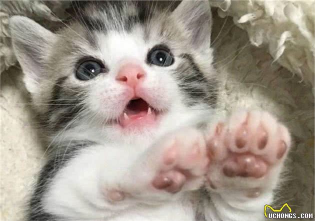 喵语解读：猫咪喵喵叫都是在说什么？猫咪能听懂人发出的喵叫声吗