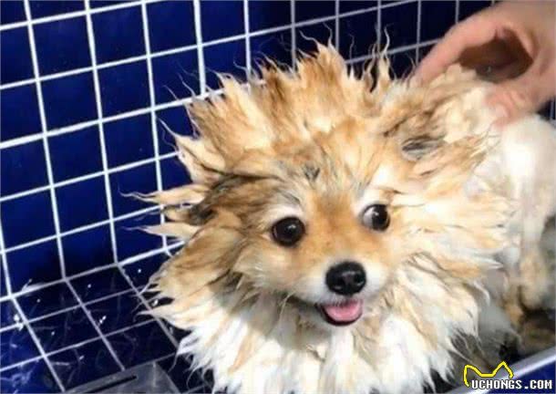 饲养博美犬，这几件事做好了，可以适当延长寿命