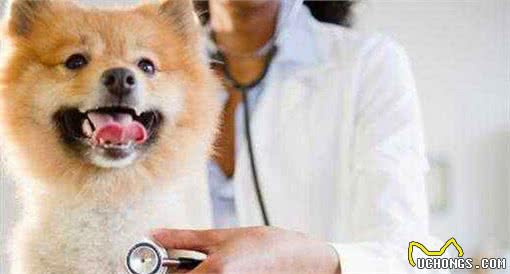 饲养博美犬，这几件事做好了，可以适当延长寿命