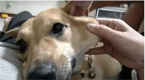 三个超级实用的训狗方法