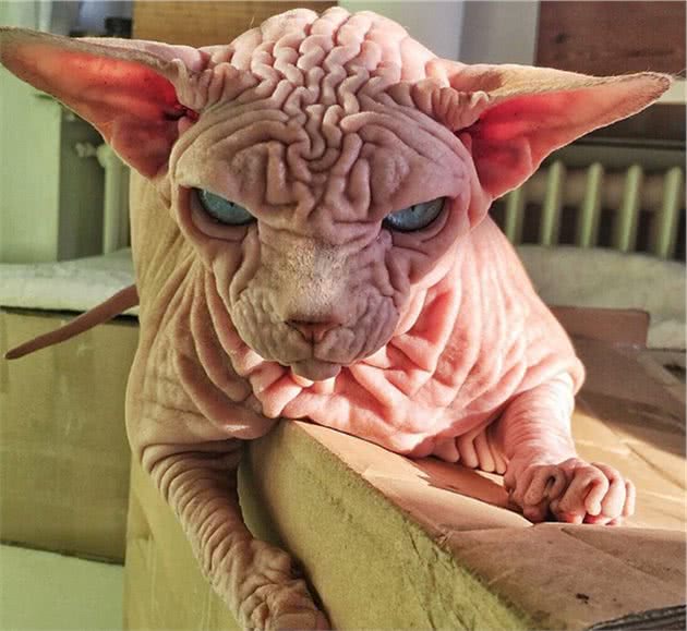 无毛猫自带“怒容”，模样引起众人热议：一看就不是好惹的