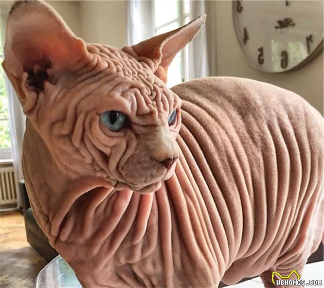无毛猫自带“怒容”，模样引起众人热议：一看就不是好惹的
