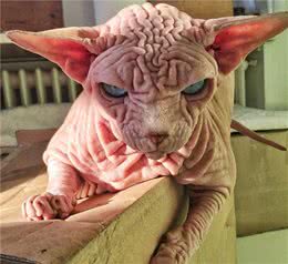 无毛猫自带“怒容”，模样引起众人热议：一看就不是好惹的