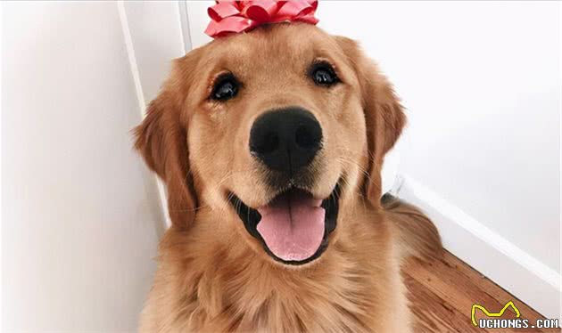 延长“金毛犬”寿命的健康法则，宠主应该了解一下