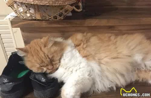 猫咪：“主人的臭鞋，真让本喵爱不释手”