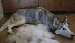 狗狗掉毛严重？用对方法，轻松缓解掉毛苦恼