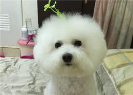 养比熊后我患了7种“病”，但没打算治