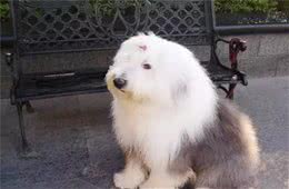 宠物美毛的六个大招