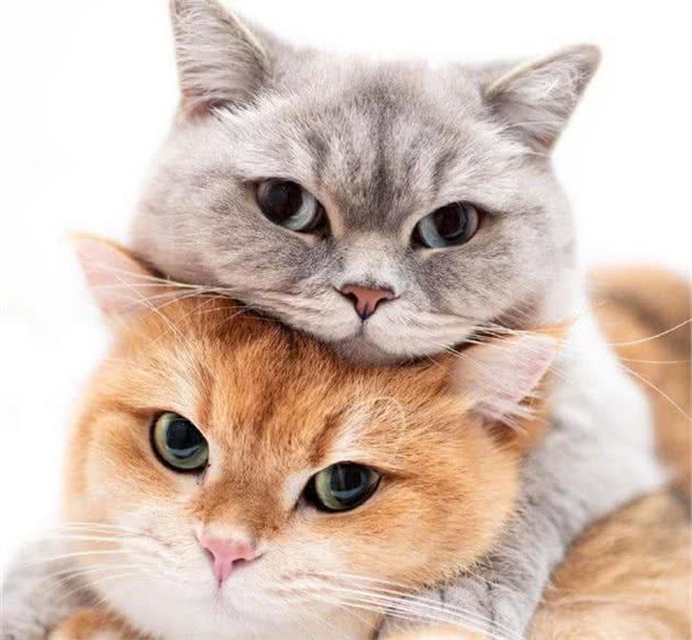 猫咪不会做这些事，说明是“笨蛋猫”了
