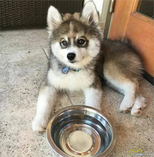 哈士奇博美犬生的串串狗，哈士奇：体型小，能给主人省很多狗粮钱