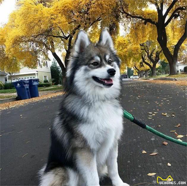 哈士奇博美犬生的串串狗，哈士奇：体型小，能给主人省很多狗粮钱