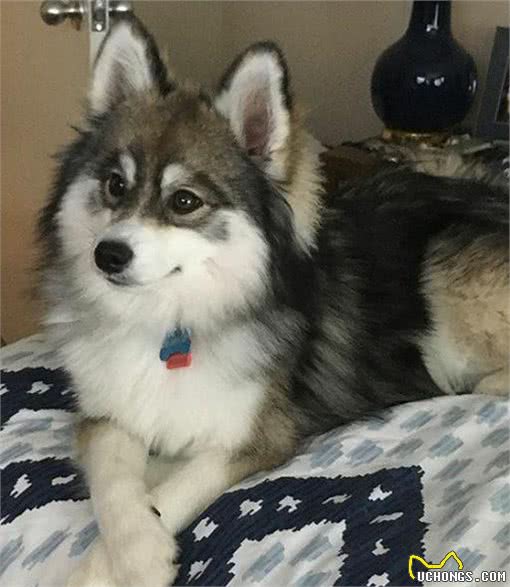 哈士奇博美犬生的串串狗，哈士奇：体型小，能给主人省很多狗粮钱