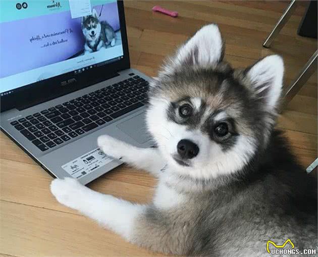 哈士奇博美犬生的串串狗，哈士奇：体型小，能给主人省很多狗粮钱