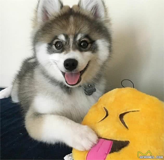 哈士奇博美犬生的串串狗，哈士奇：体型小，能给主人省很多狗粮钱