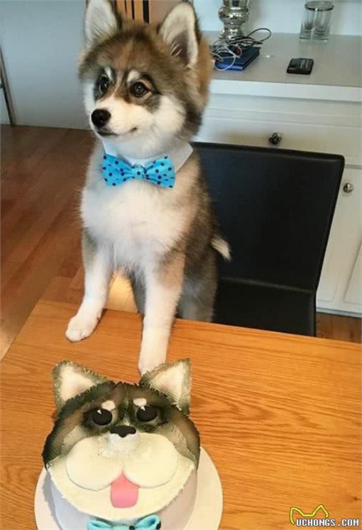 哈士奇博美犬生的串串狗，哈士奇：体型小，能给主人省很多狗粮钱