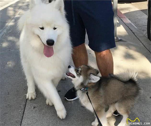 哈士奇博美犬生的串串狗，哈士奇：体型小，能给主人省很多狗粮钱
