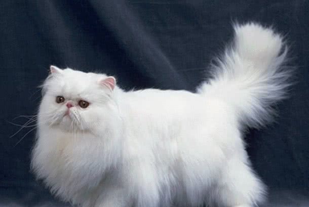 世界上猫的品种之波斯猫