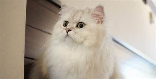 世界上猫的品种之波斯猫