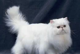 世界上猫的品种之波斯猫
