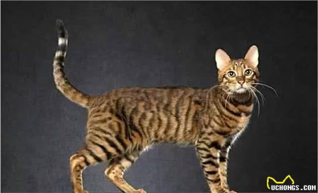 五大野性十足，活泼外向的猫咪，简直是“野孩子”般的存在