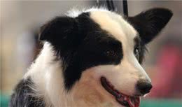 狗狗呕吐什么土办法最好