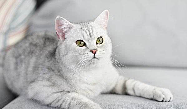 同为短毛猫，为何美国短毛猫和英国短毛猫有这么大的区别？