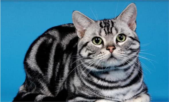 同为短毛猫，为何美国短毛猫和英国短毛猫有这么大的区别？