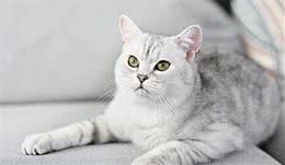 同为短毛猫，为何美国短毛猫和英国短毛猫有这么大的区别？