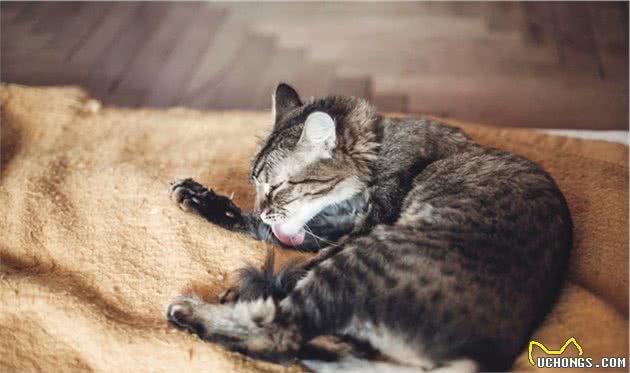 猫咪有哪些生活习性？