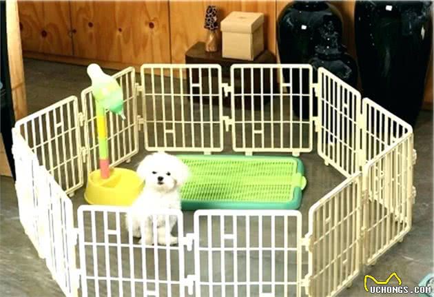 家中养狗想更安全，必须把它＂关＂住，专业训犬师教你这么做