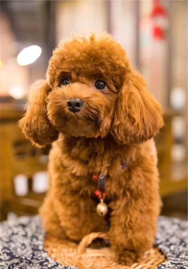泰迪犬毛发的护理，你了解多少呢？