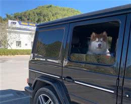 想带狗狗一起开长途？需要注意些什么？