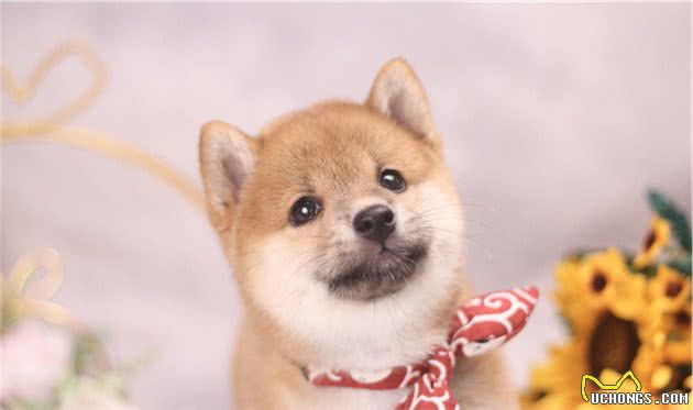 广州能养柴犬或者秋田吗？这两个狗狗哪个适合新手？